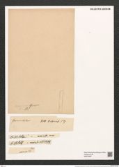 Grammatophora maxima Grun. (de-Toni-Nr.: Genus 93, Species 3033) Zeichnungen Sammlung Grunow (NHMW-BOT-W0374687)